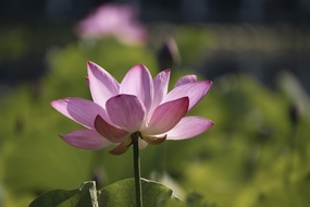 荷花塘粉红色荷花盛开的图片